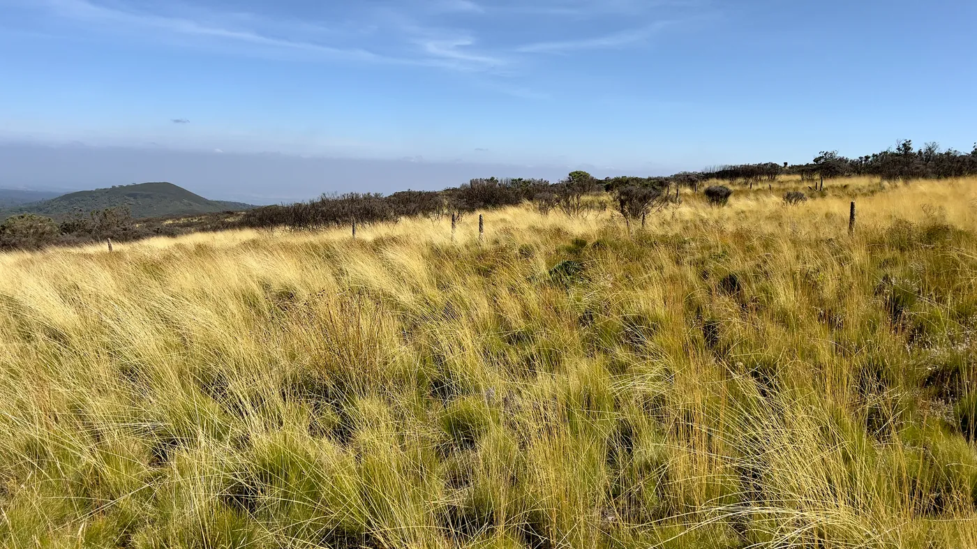 Dry summer grass on open hill country under a blue sky