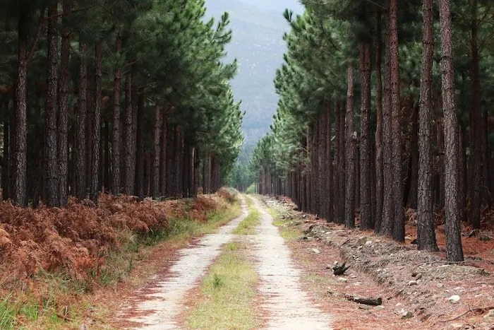 A gravel track running between rows of tall pine trees towards the hills
