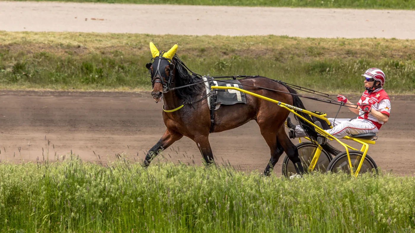 A harness racing horse and driver in red and white silks on a grass-edged track