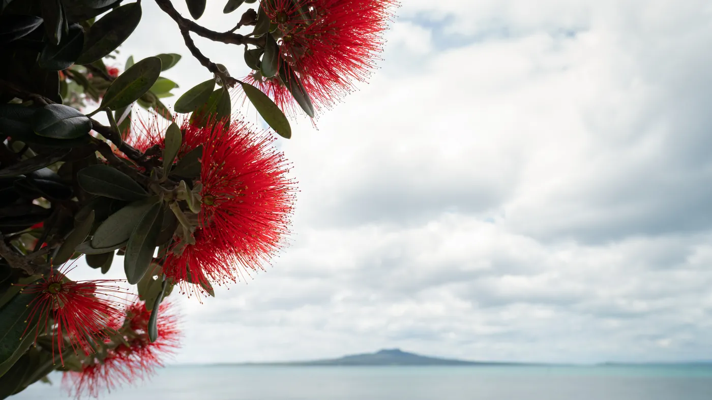Red pōhutukawa flowers above a calm sea, with Rangitoto Island on the horizon