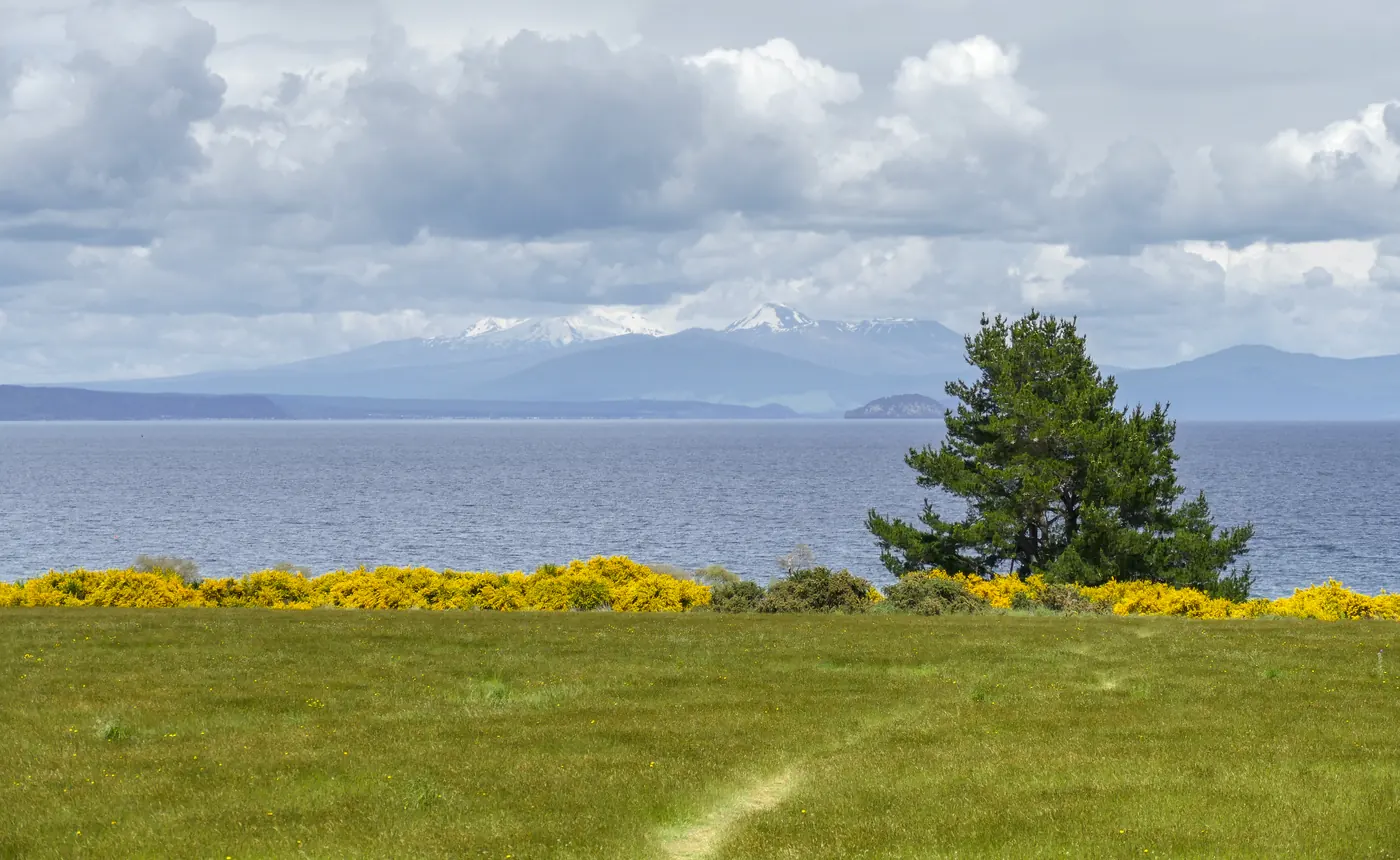 Lake Taupō with distant mountains beyond a grassy shore