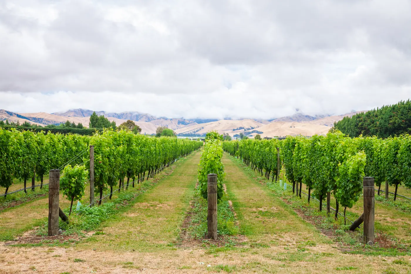 Vineyard rows in Marlborough under a cloudy sky