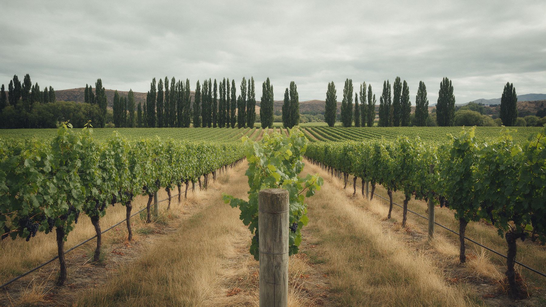 Vineyard rows and poplar shelterbelts under an overcast sky