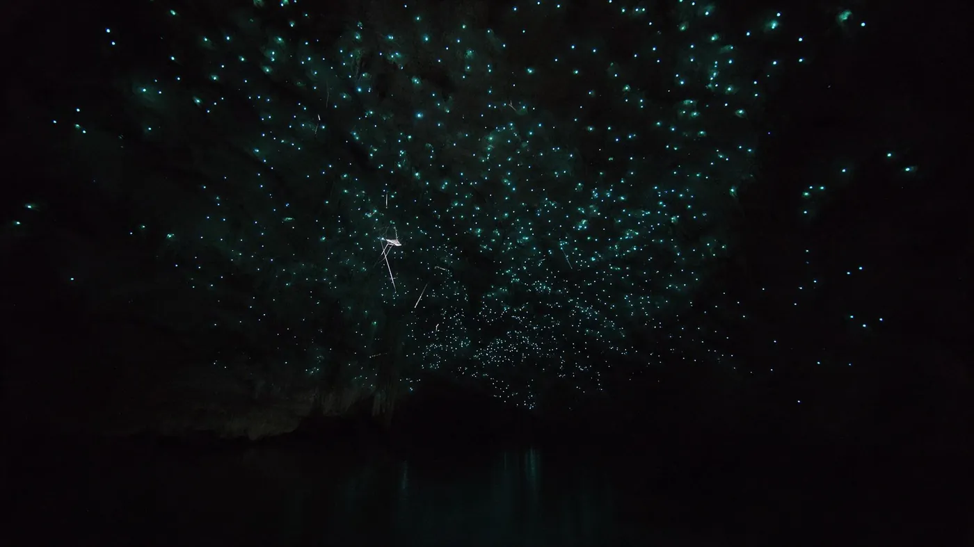 Glowworm lights on a dark cave ceiling