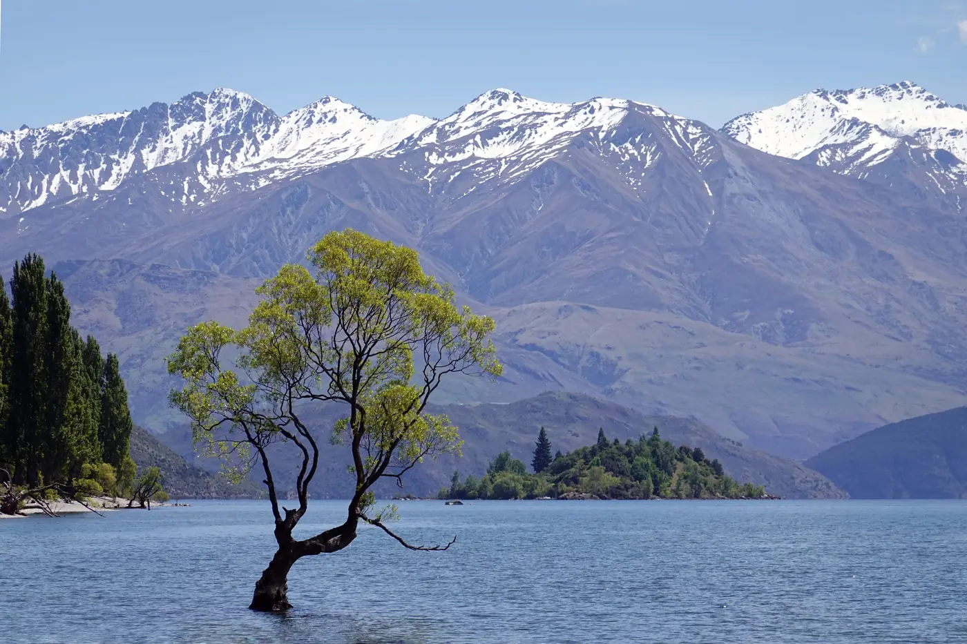 A lone willow standing in Lake Wānaka below snow-capped peaks