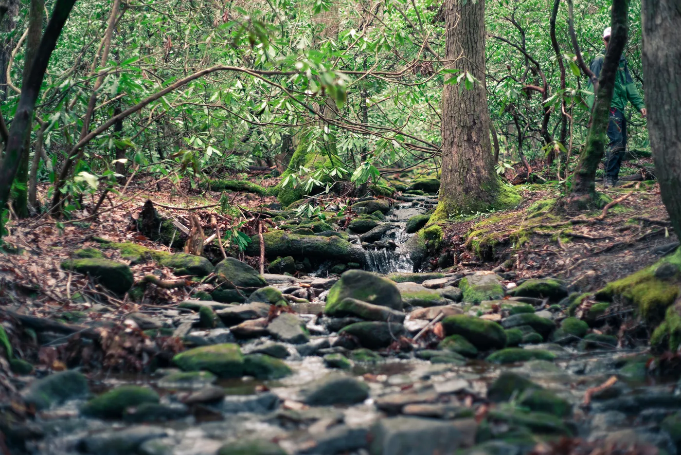Moss-covered rocks along a stream in the forest