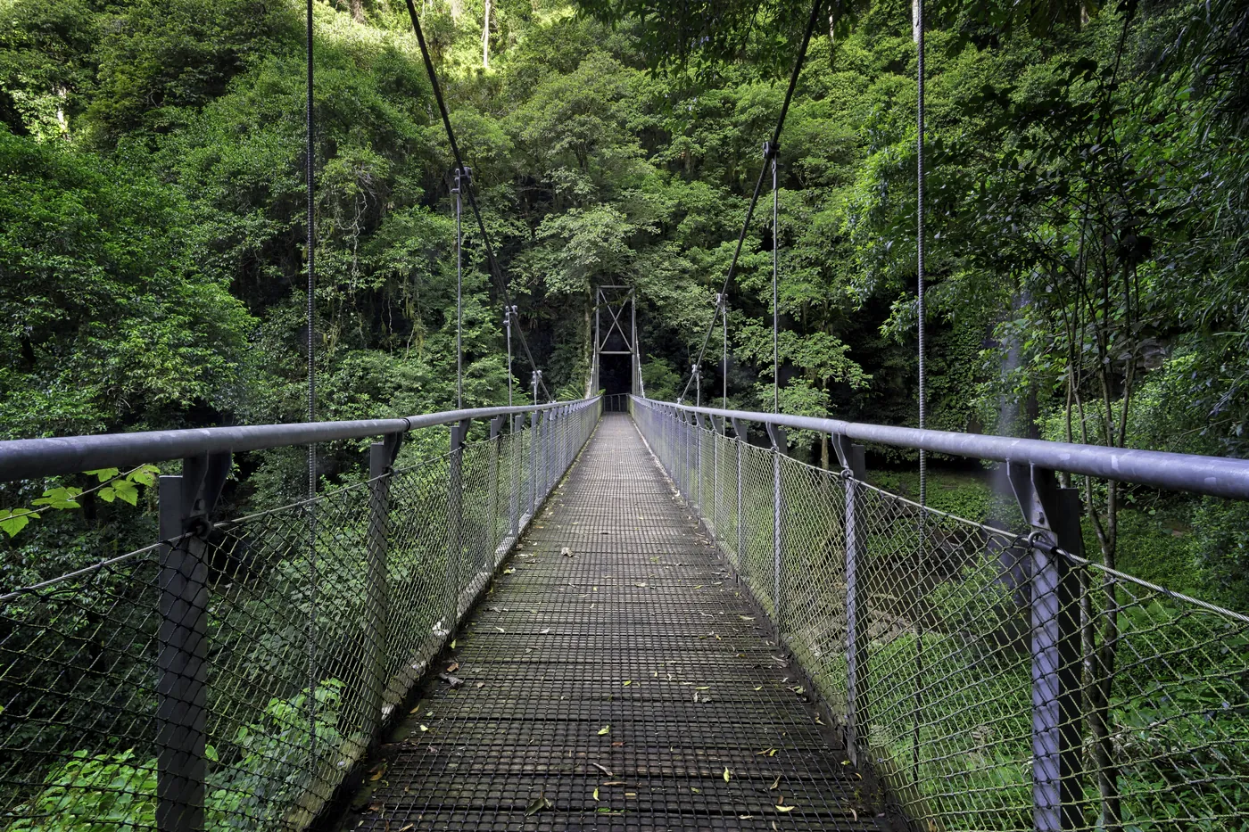 A swing bridge with mesh sides crossing dense green forest