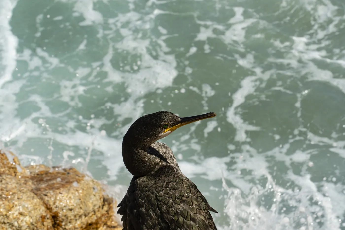 A cormorant perched on a rock above the sea