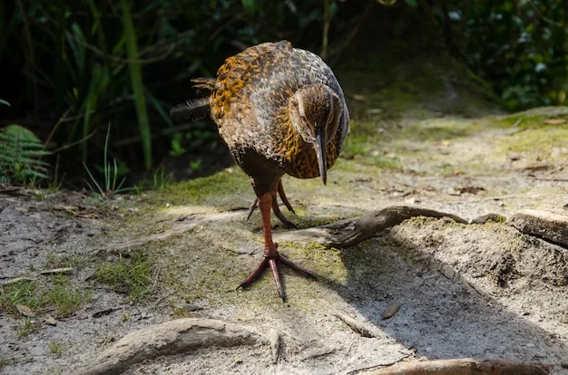 A native bird on a forest track