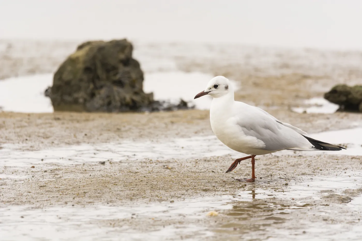 A white gull walking across wet sand on a beach