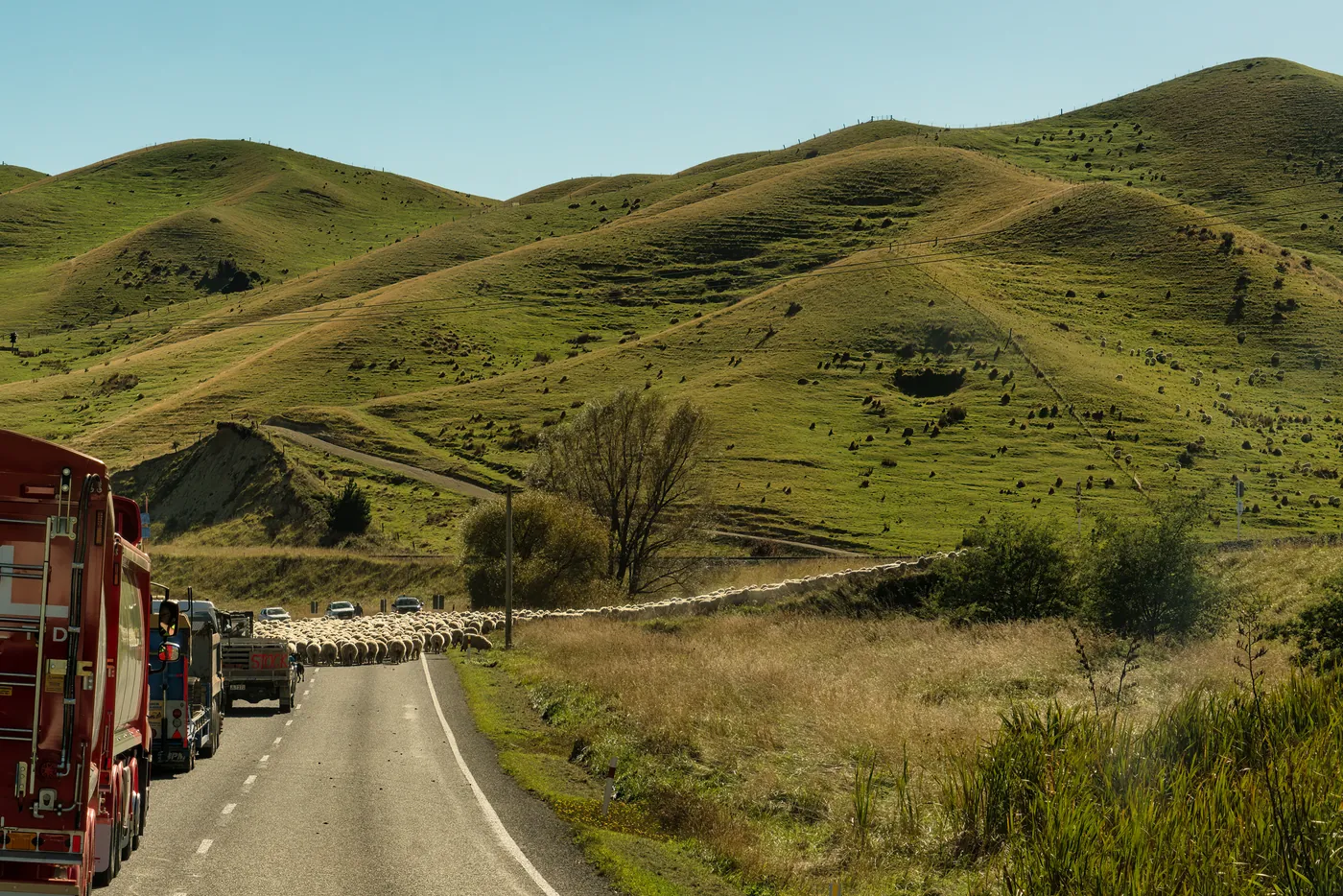 A farmer moving sheep along State Highway 1 in rural New Zealand, with traffic waiting