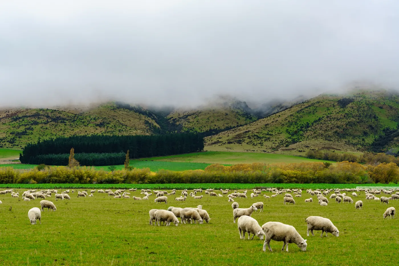 Sheep grazing on farmland below misty hills in the South Island