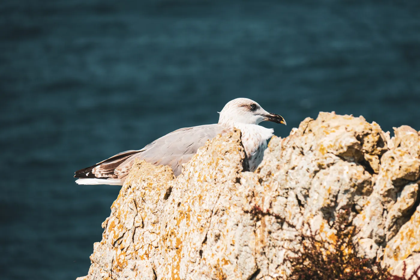A gull resting on a rock above the sea