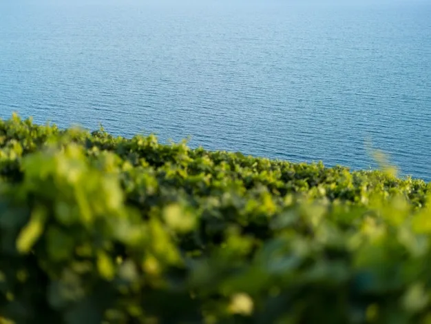 A green hillside above the ocean
