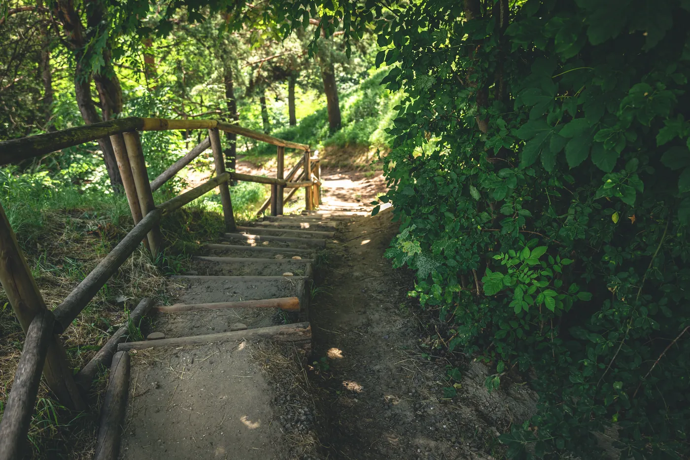 Wooden log steps climbing a bush track between trees