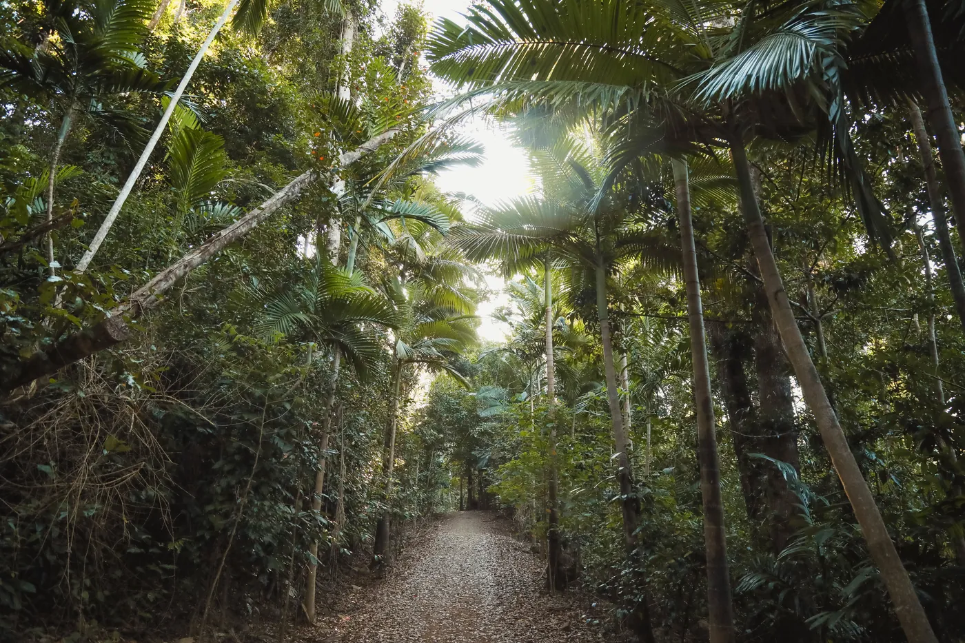 A gravel path through forest with palm trees on both sides