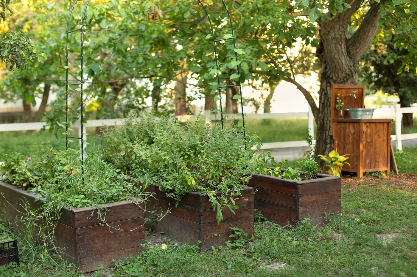 Herbs growing in wooden raised beds