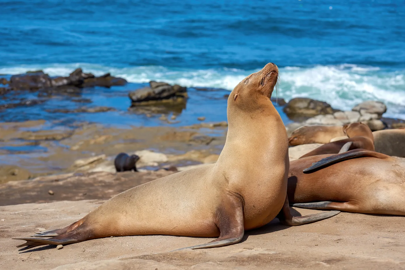 Sea lions resting on a rocky shore beside the sea