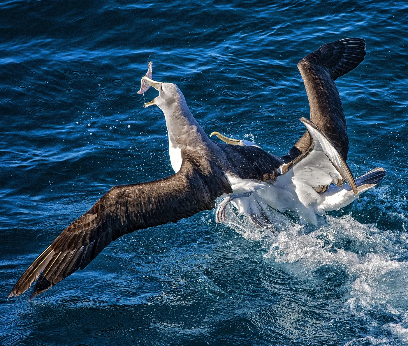 Two albatrosses tussling over food on the open sea