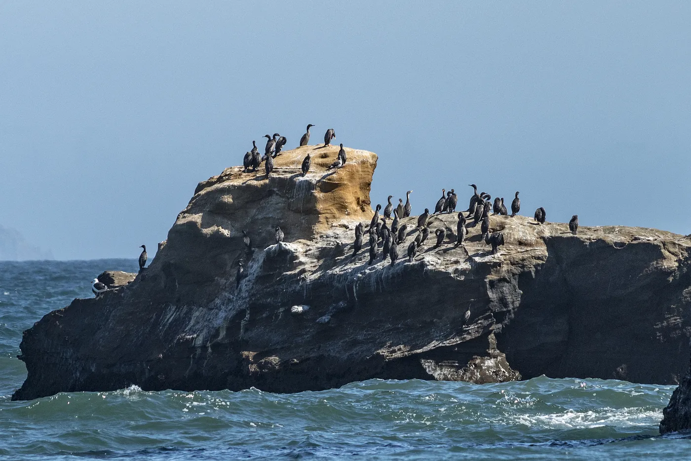 Cormorants roosting on a rocky outcrop in the sea