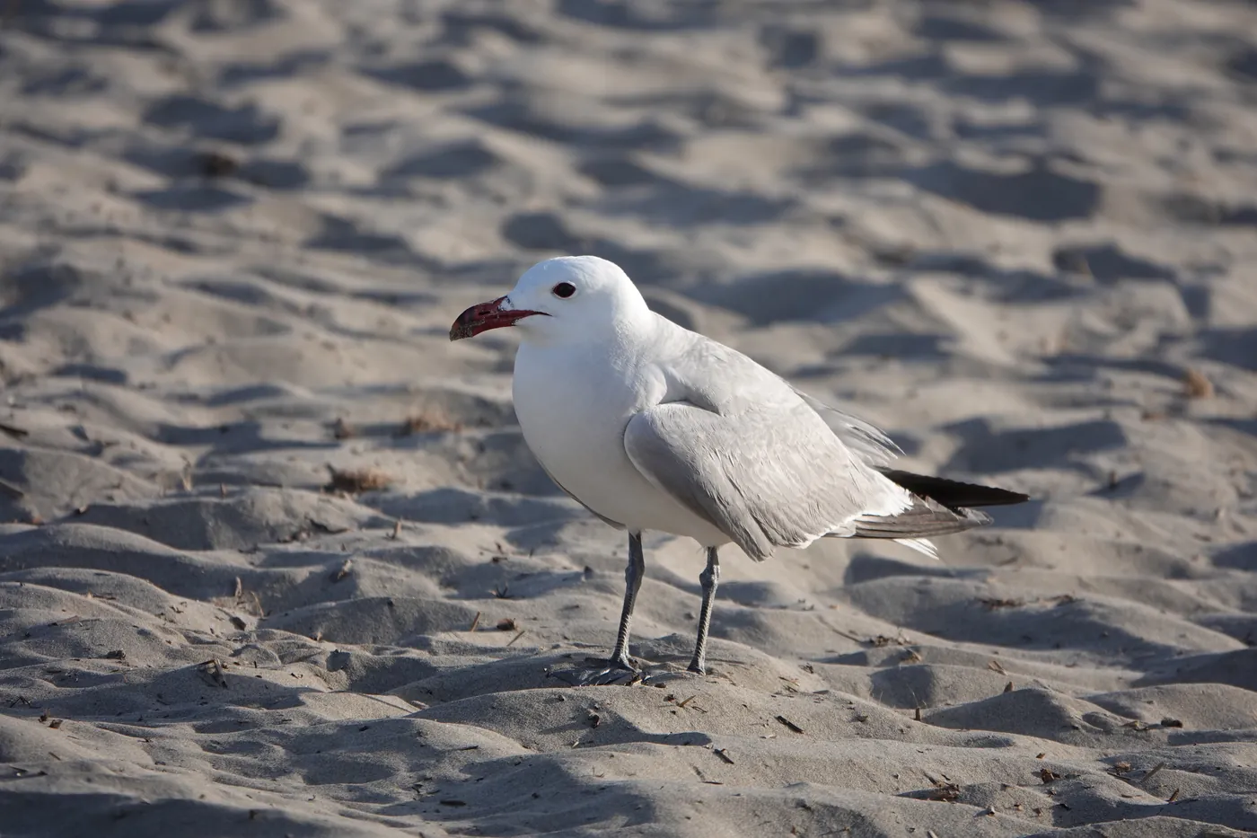 A white gull standing on dry sand