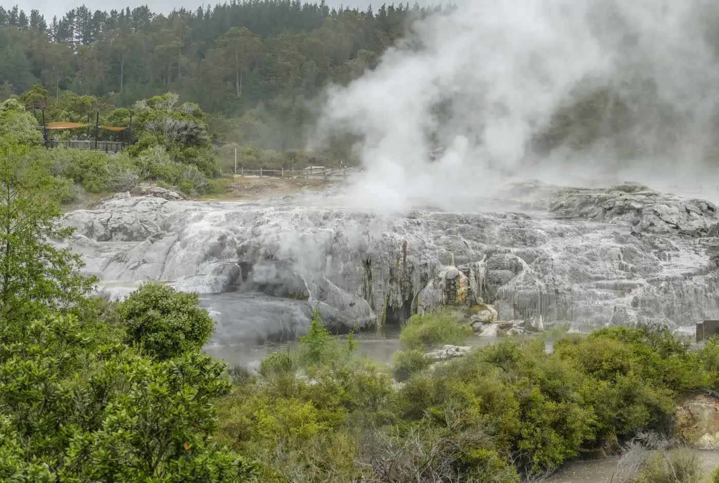 The Te Puia geyser in Rotorua